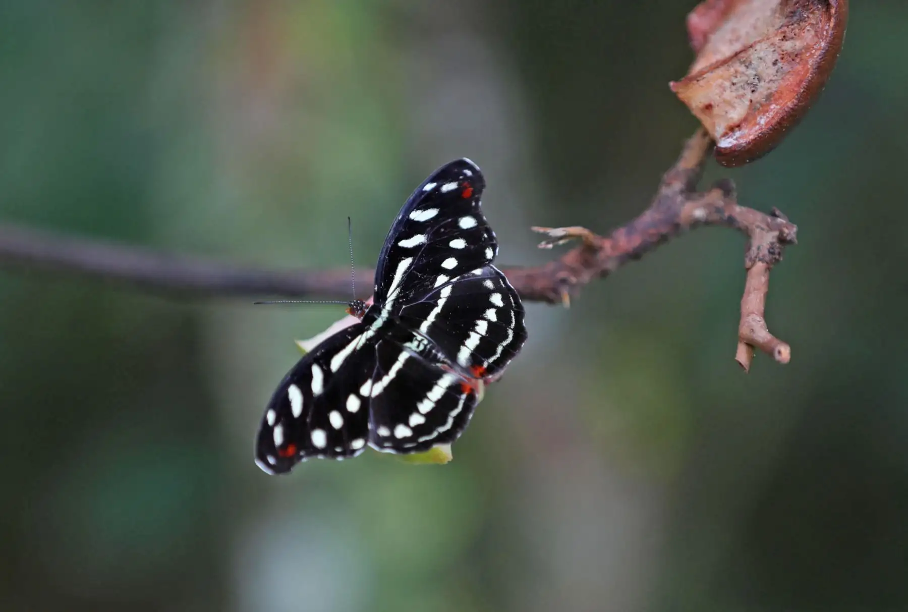 El Perú tiene una extraordinaria diversidad de especies de fauna y flora que lo convierten en un lugar privilegiado en el planeta.