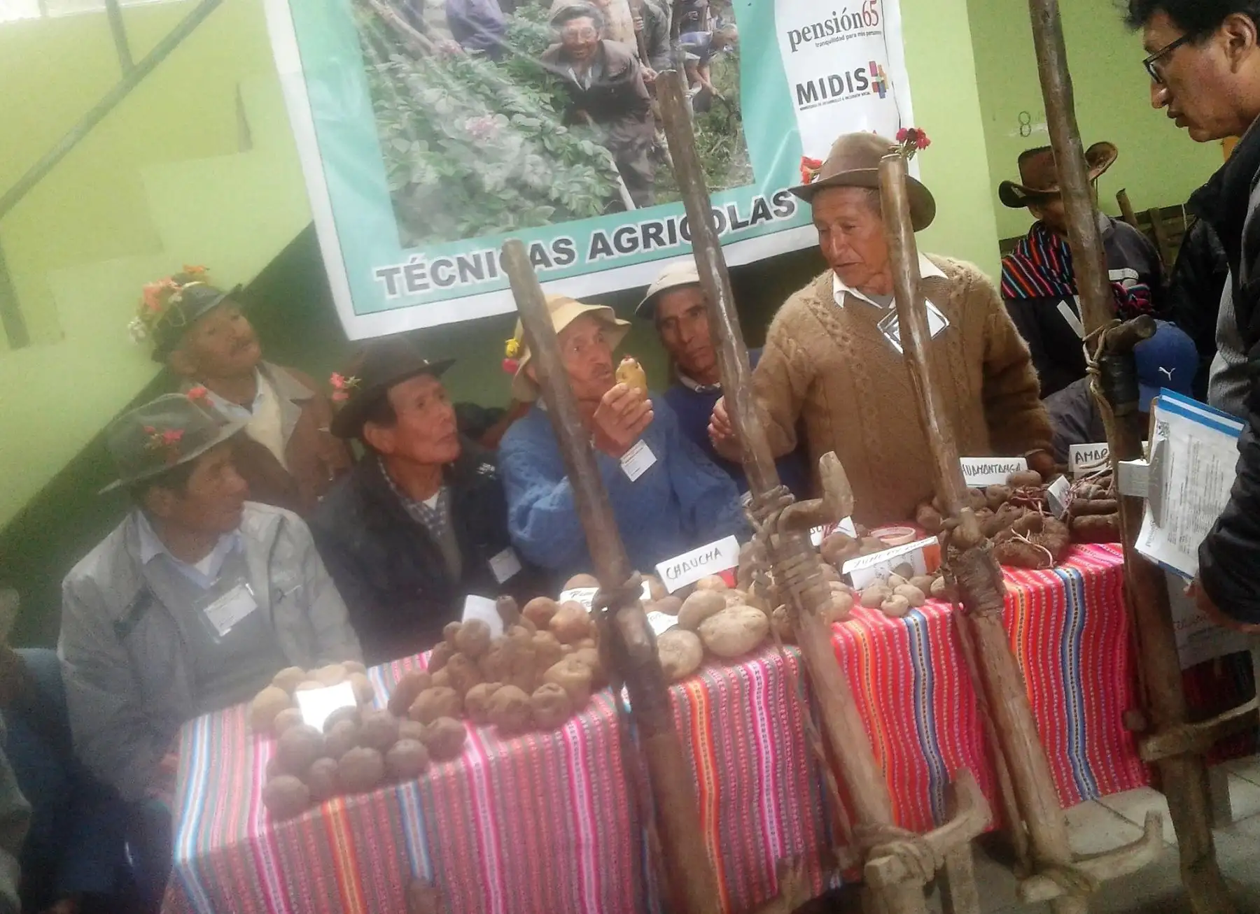 Usuarios de Pensión 65 exponen técnicas ancestrales en cultivos de papa durante encuentro de Saberes Productivos en Junín. ANDINA/Difusión