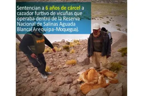 A seis años y tres meses de prisión efectiva condenó el Juzgado de Investigación Preparatoria Permanente y Especializado en Delitos Aduaneros, Tributarios, de Mercado y Ambiental de Arequipa, a un cazador furtivo que operaba en la Reserva Nacional Salinas Aguada Blanca, que comparten las regiones de Arequipa y Moquegua.