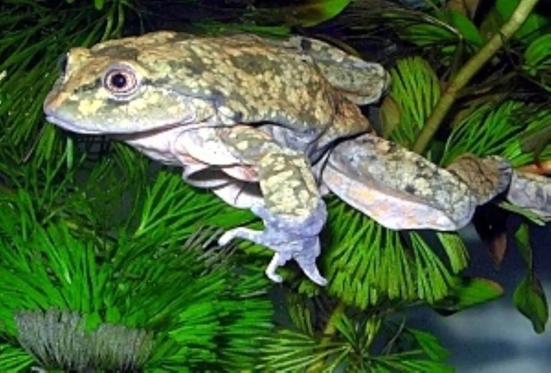 Rana gigante del Titicaca, conocida como kelli o huankele (Telmatobius culeus), especie endémica amenazada del lago Titicaca.