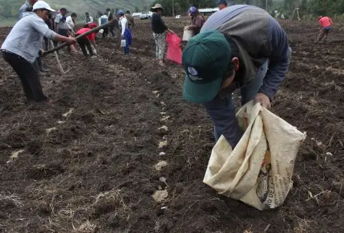 Capacitan a agricultores de Amazonas en la mejora de sus cultivos de papa y pastos. ANDINA/Difusión