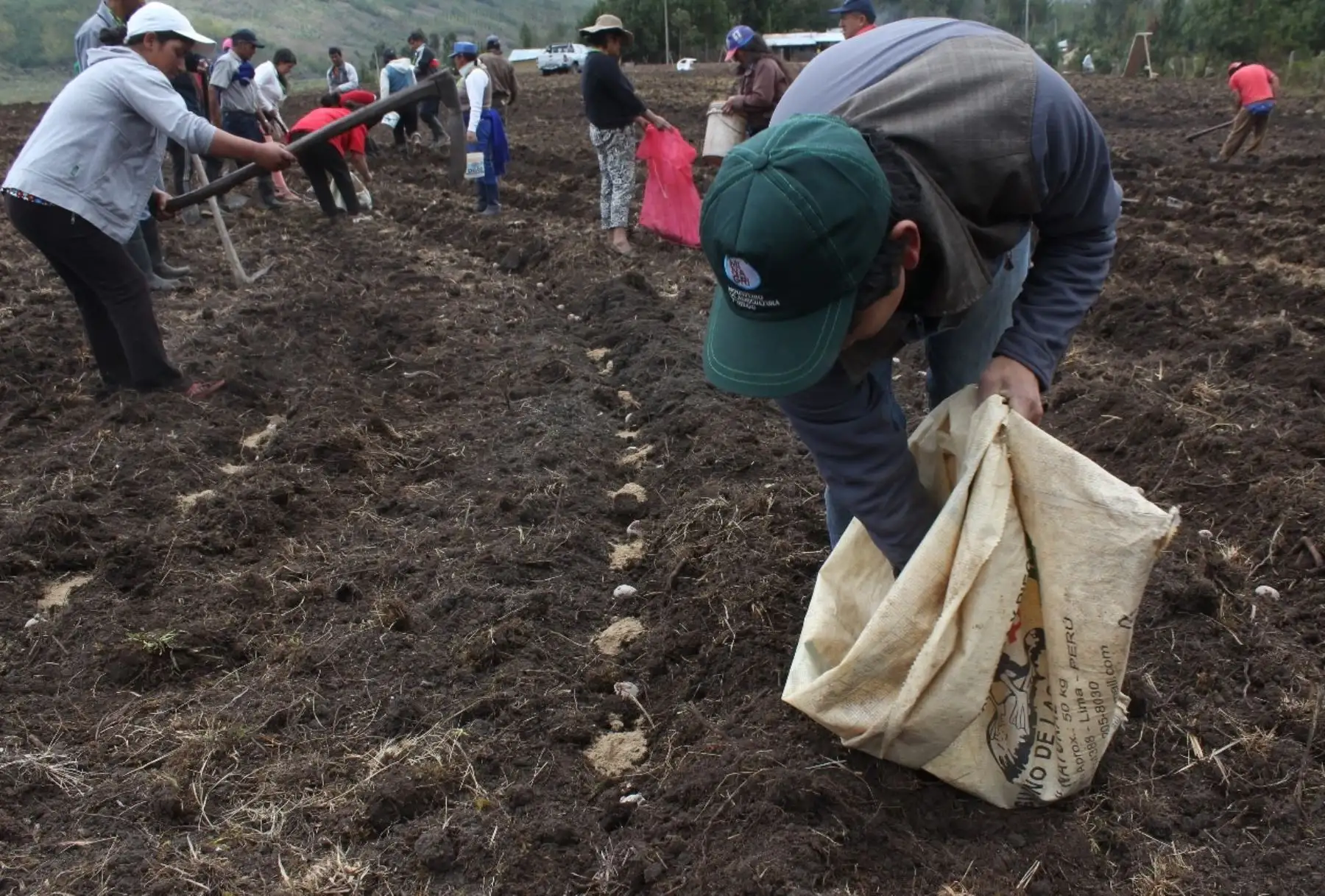 Siembran 12,040 hectáreas de pastos en Puno para enfrentar las heladas. ANDINA/Difusión