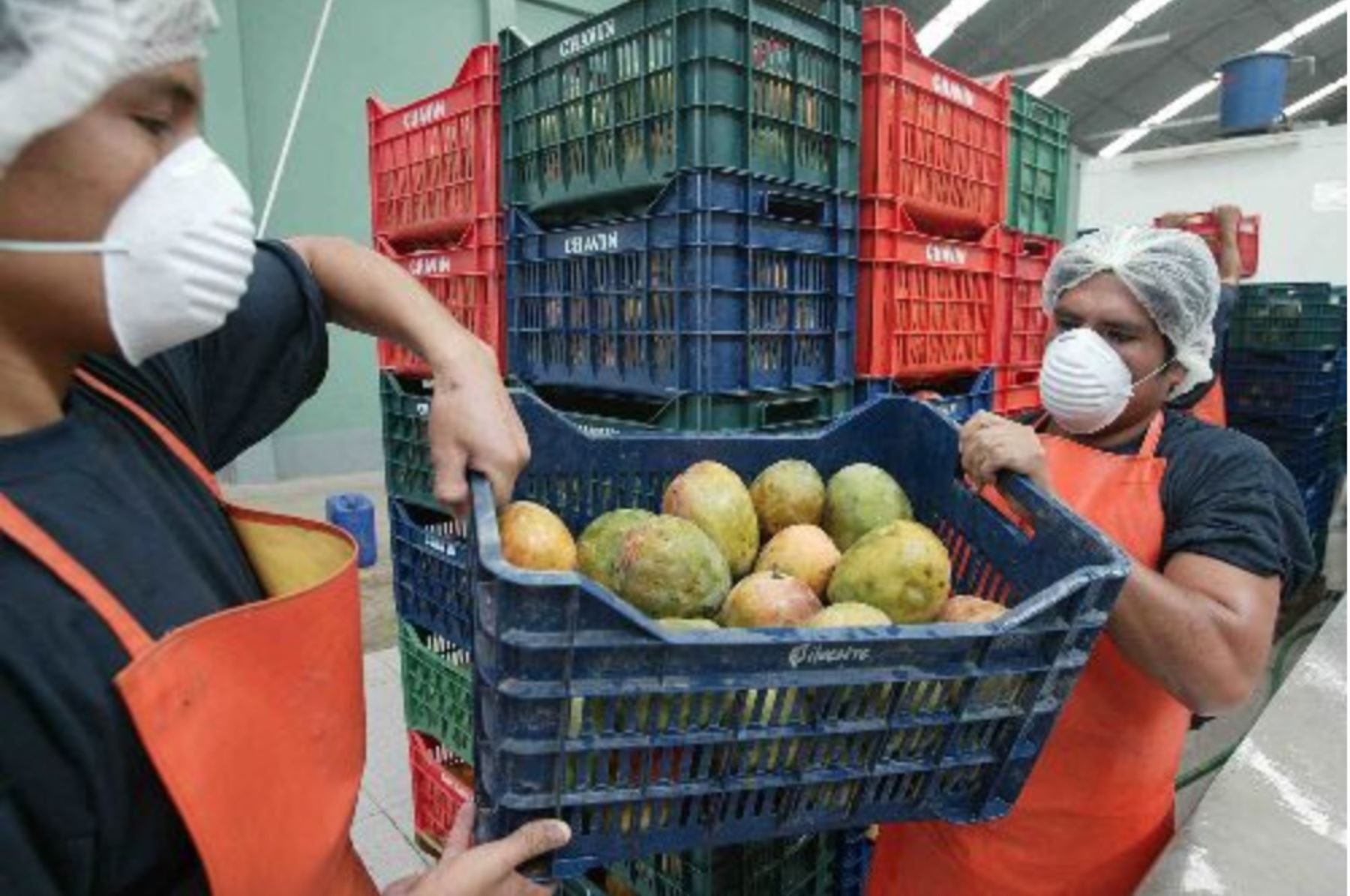 Compradores de Rusia, Hong Kong e Irlanda interesados en frutas de Lambayeque. ANDINA/archivo