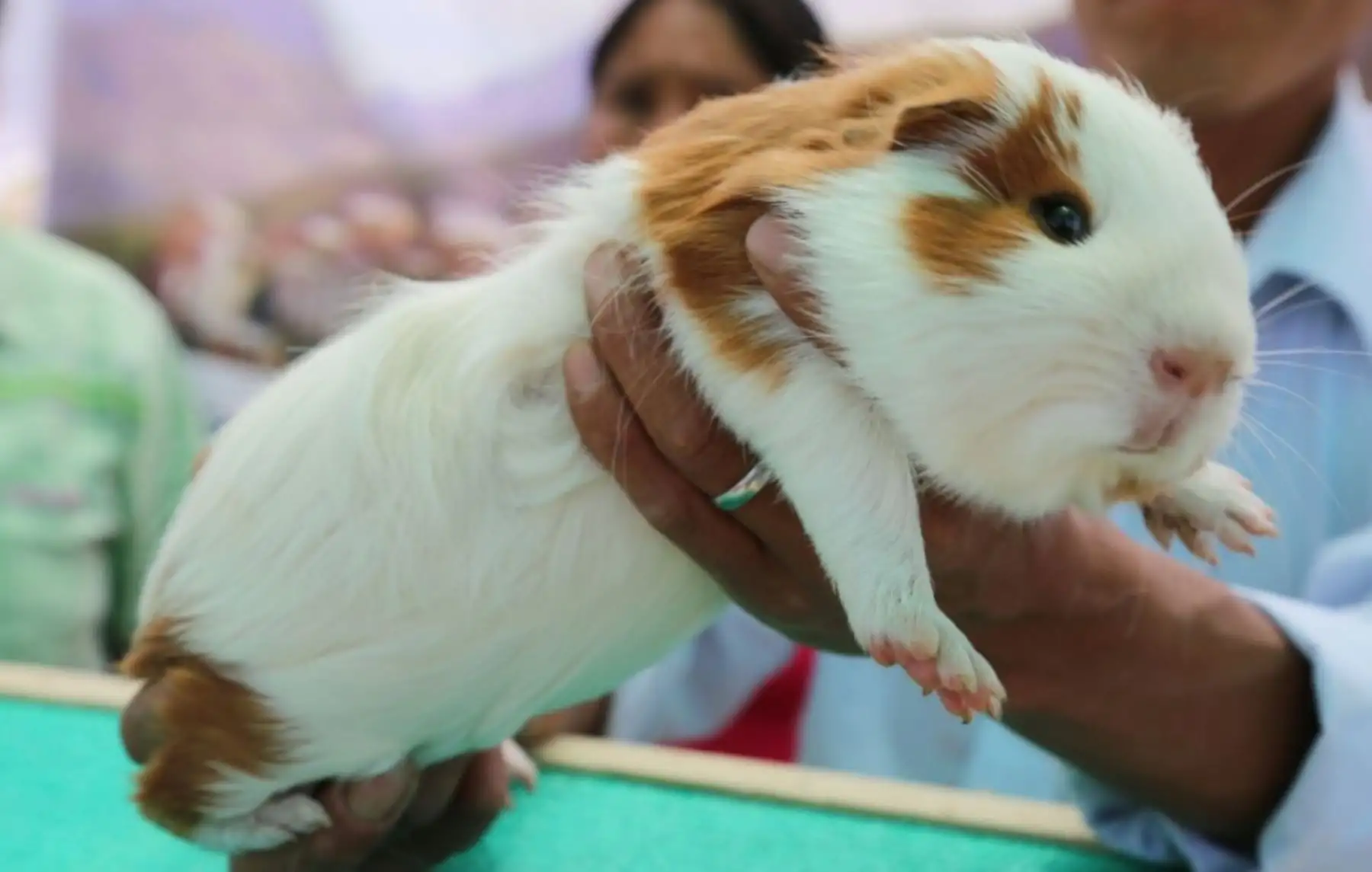 Hoy se celebra en el Perú el Día Nacional del Cuy y es importante conocer que en nuestro país existen cuatro razas de esta especie que beneficia a más de 800,000 familias a escala nacional y gracias a las excelentes características nutritivas de su carne contribuye a la seguridad alimentaria de la población. ANDINA/Difusión