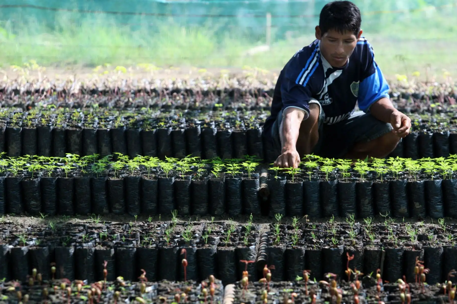 Plan de Desarrollo del Vraem impulsará producción de diversos cultivos. ANDINA/Difusión