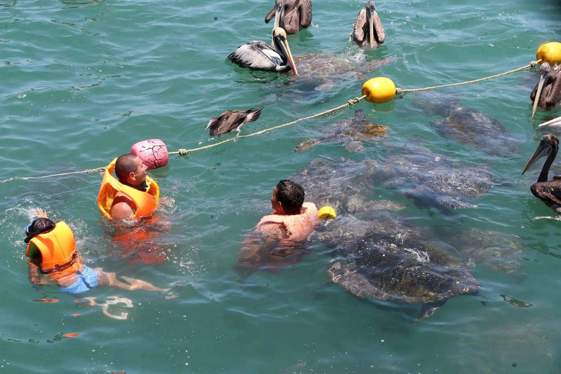 Serfor recomienda aplicar buenas prácticas para la observación responsable de la fauna marina, en el marco de la campaña “Respetemos la fauna silvestre marina”. Foto: ANDINA/Vidal Tarqui.