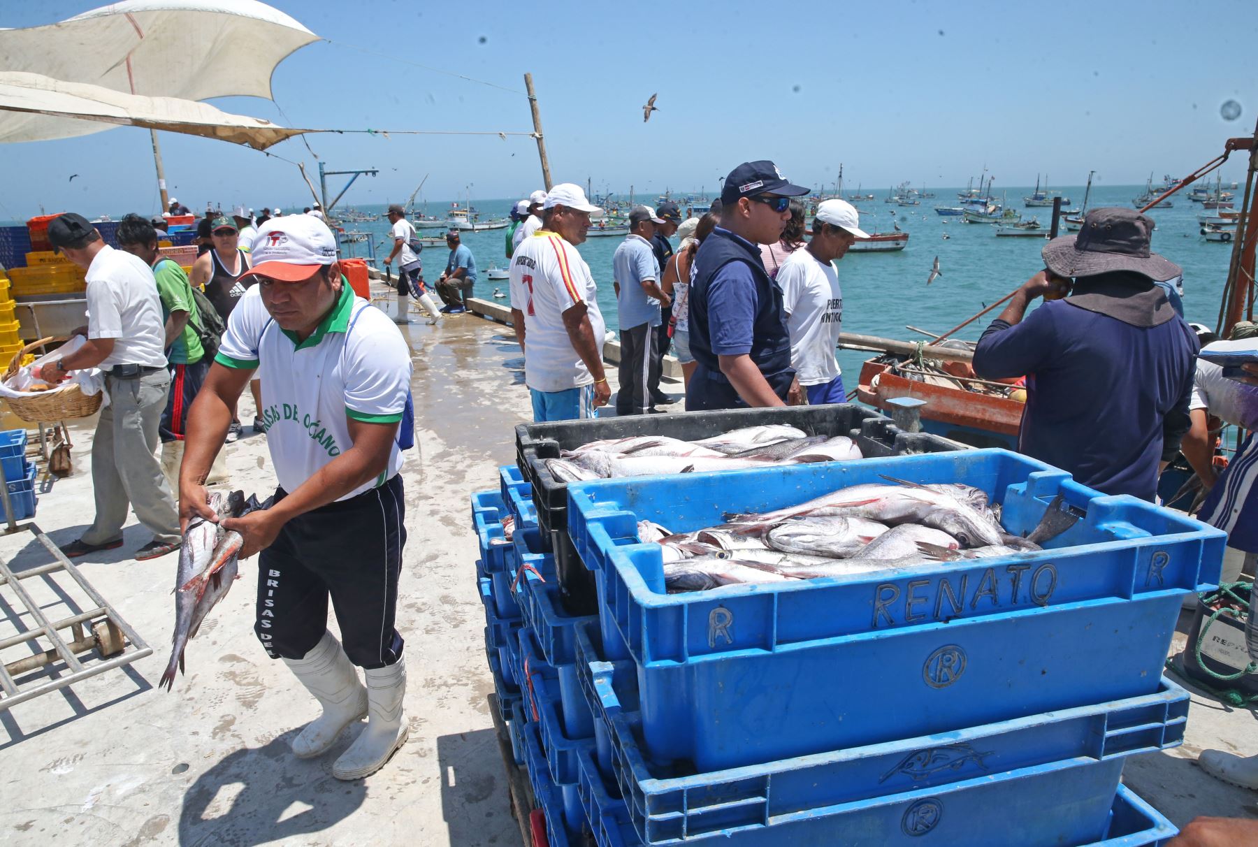 Pesca Artesanal. ANDINA/Vidal Tarqui