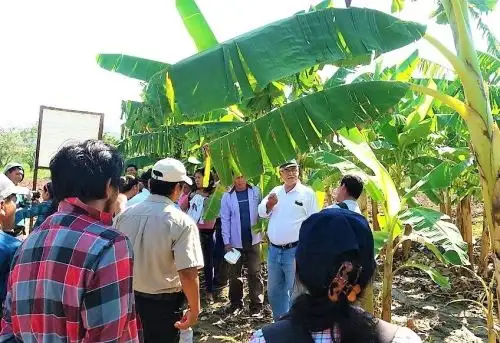 San Martín promueve intercambio de experiencias tecnológicas agrícolas. ANDINA/Difusión