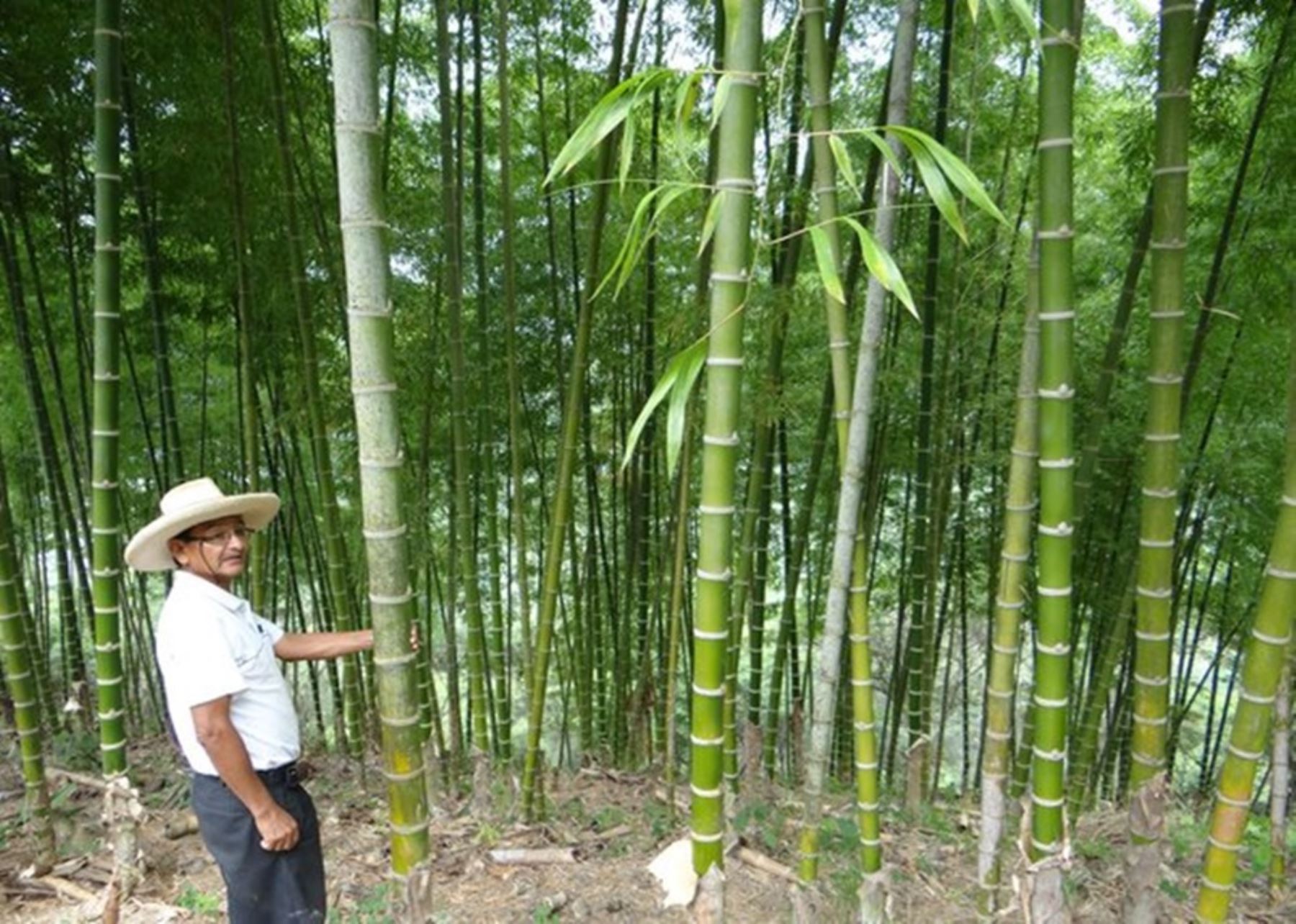 El bambú abunda en nuestra frontera norte y es un insumo de inmenso potencial para la construcción y otras ramas industriales. Su uso sostenible permitirá mejorar la calidad de vida de pequeños agricultores, mientras se preserva la calidad del medio ambiente.ANDINA/DifusiónANDINA