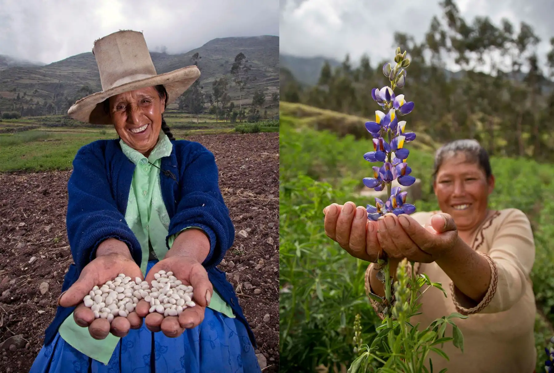 Agricultores y ganaderos afectados por El Niño costero ofrecerán sus mejores productos en Mistura 2017. EFE