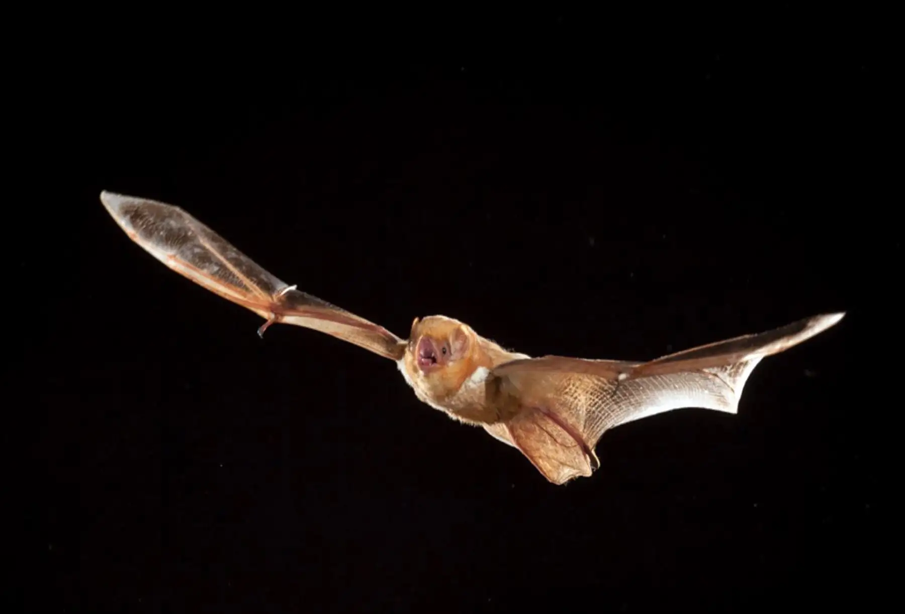 Aceptan propuesta peruana de incluir cuatro especies de murciélago para su conservación. ANDINA/Difusión