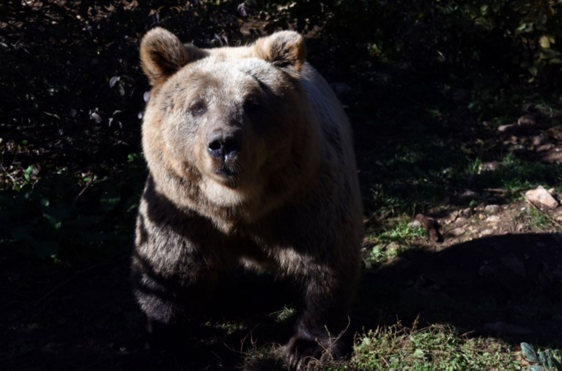 Estudio halla cambios hormonales en osos pardo provocados por la contaminación ambiental. AFP