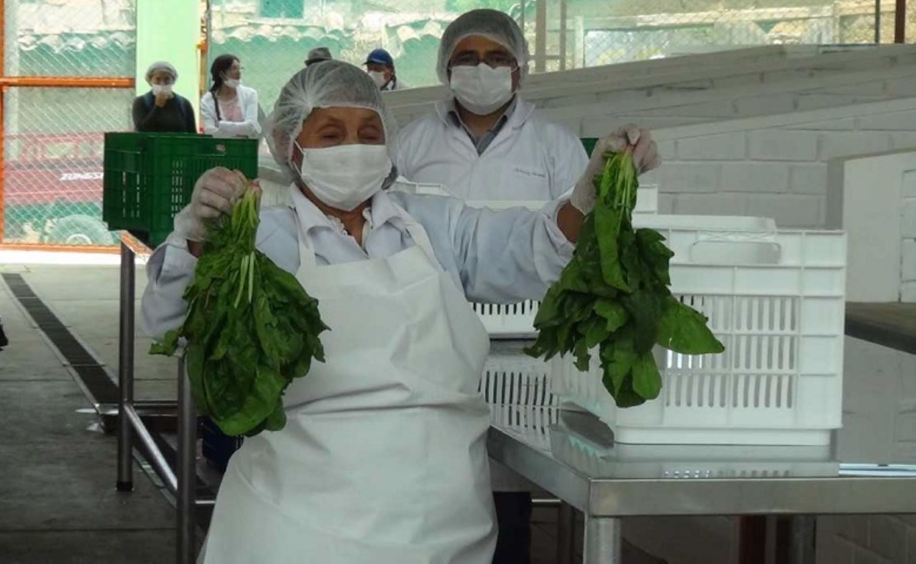 La Asociación de Productores Agroecológicos “Ayllu Kushisha” inauguró la primera planta de procesamiento primario de hortalizas en el distrito de Pucará, provincia de Huancayo, región Junín, la cual obtuvo la autorización del Servicio Nacional de Sanidad Agraria (Senasa).