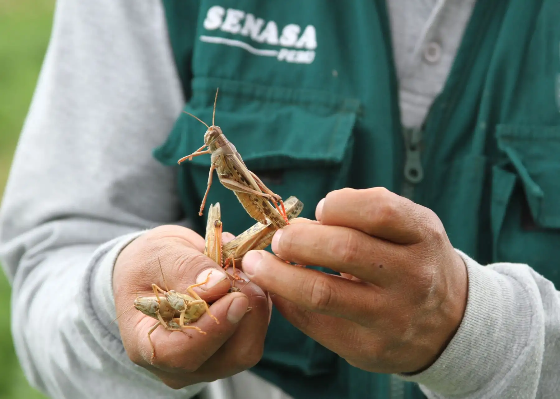 El Ministerio de Agricultura y Riego (Minagri) anunció que las labores de prevención permanentes contra la plaga de langostas, ejecutadas por el Servicio Nacional de Sanidad Agraria (Senasa) sobre la especie Schistocerca cancellata en estado de gregarización (agrupamiento) en Argentina, Bolivia y Paraguay, mantienen al Perú libre de esta plaga y permiten asegurar el sustento de las familias del campo. ANDINA/Difusión
