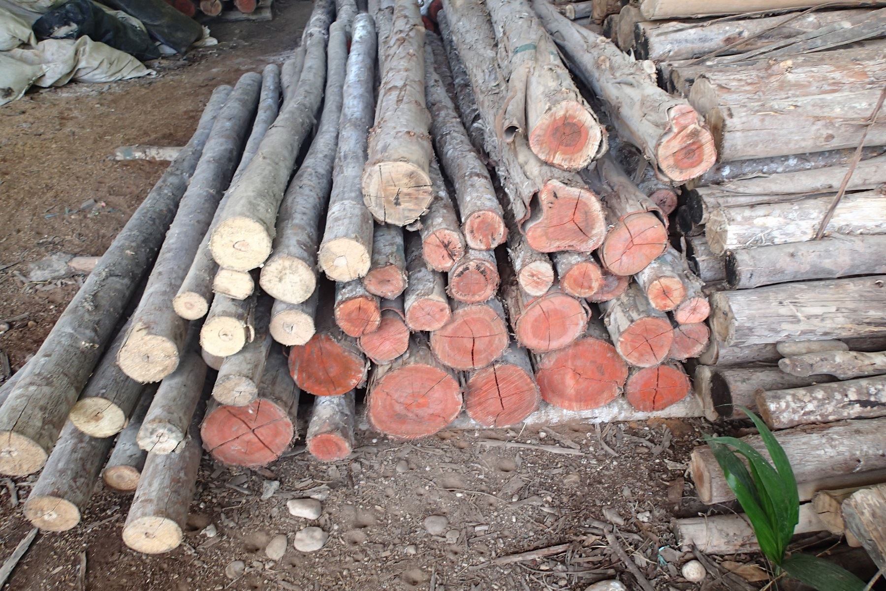 Capacitarán productores de Madre de Dios en identificación de especies forestales maderables. ANDINA/Difusión