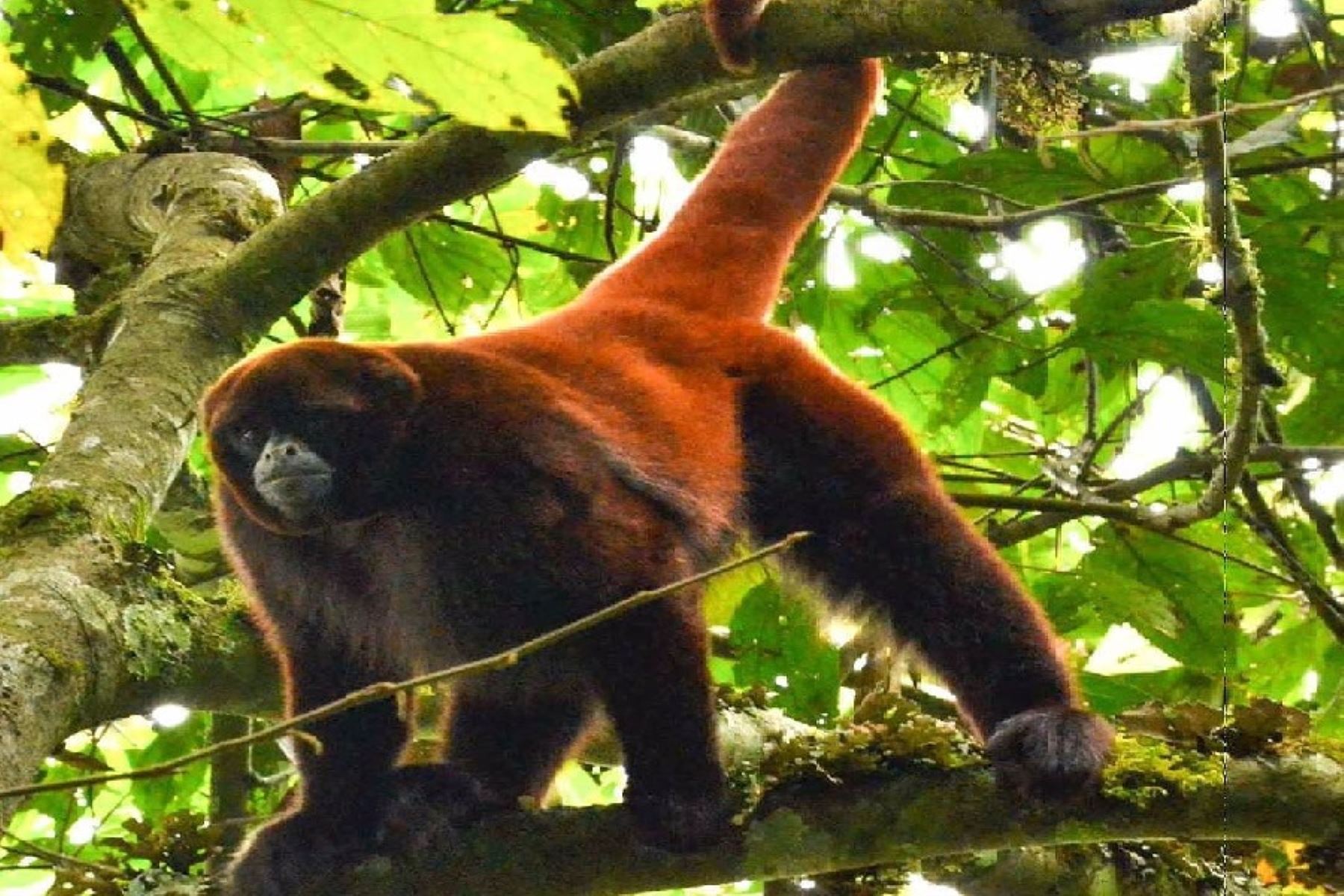 el mono choro de cola amarilla (Oreonax flavicauda) es una de las tres especies de primate endémico del Perú. ANDINA