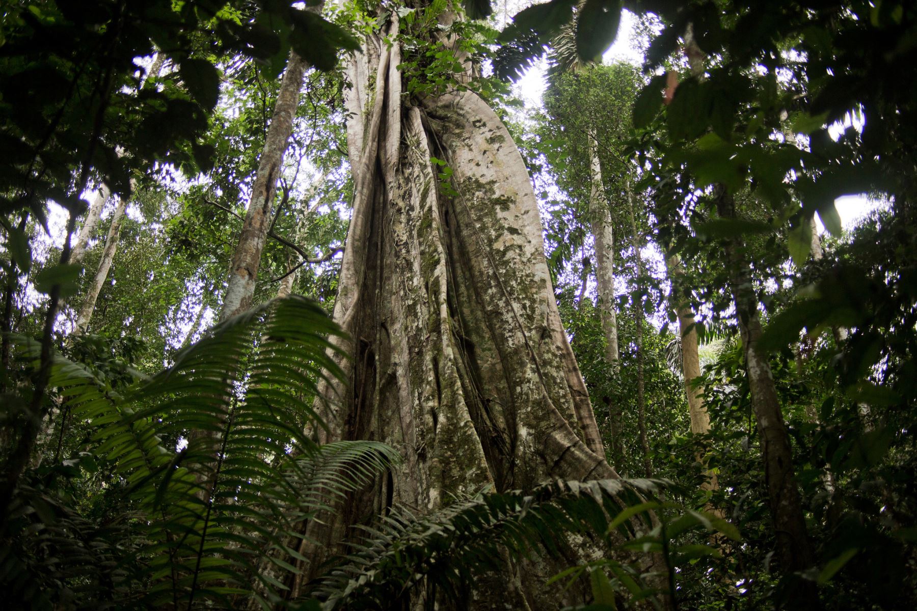 Conozca 5 datos sobre la importancia de los bosques en el Perú. Cortesía