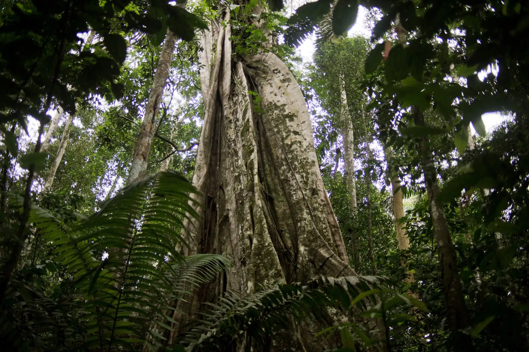 En la costa, sierra y selva del Perú hay 42 tipos de bosques, cada uno con una riqueza singular que lo hace especial e insustituible, informó el Programa Nacional de Conservación de Bosques para la Mitigación del Cambio Climático (Programa Bosques) del Ministerio del Ambiente (Minam). Cortesía