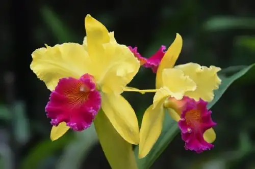 Formalizan 10 viveros de orquídeas para impulsar su comercio legal en San Martín. ANDINA