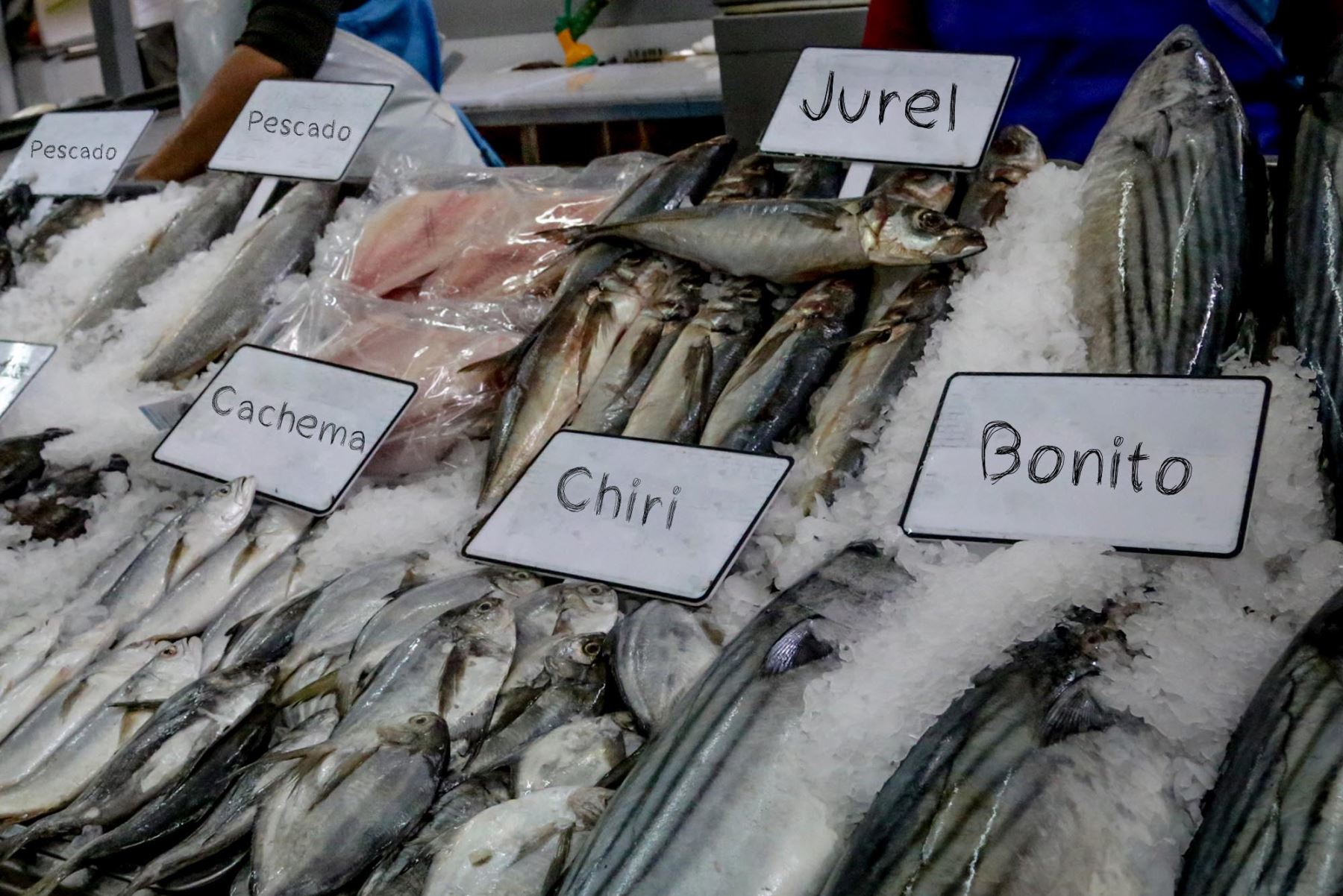 Pescados deben venderse así Foto: Difusión