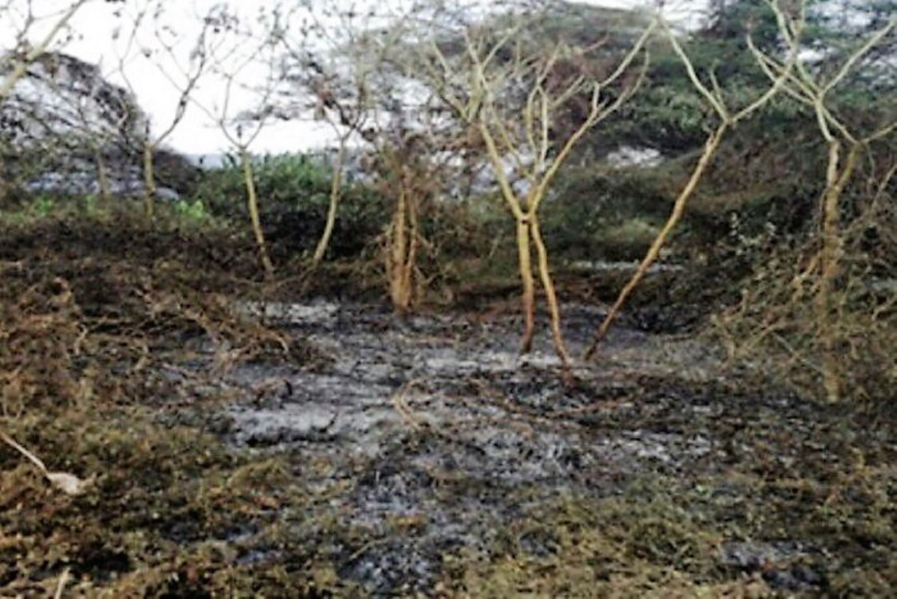 Policía extingue incendio forestal en sector Pampa Grande en Lambayeque.