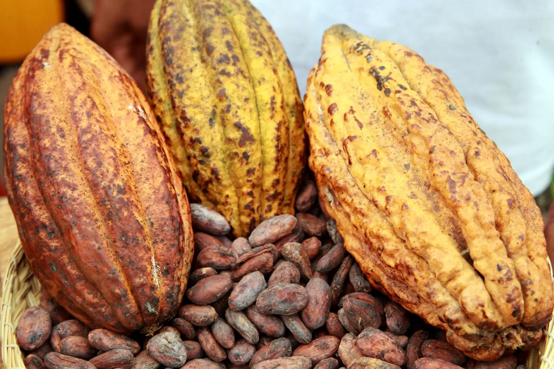 San Martín: presentan alternativas para reducir concentración de cadmio en el cacao que se cultiva en esa región amazónica peruana.Foto: ANDINA/Dante Zegarra