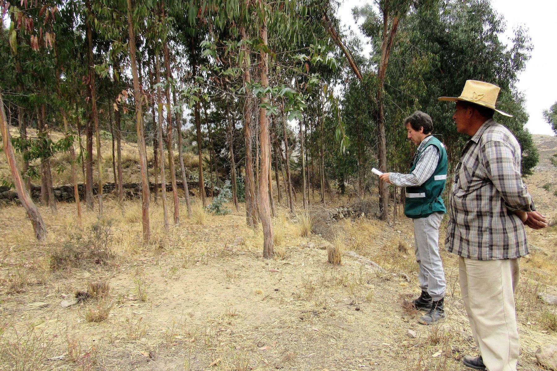 Agricultores de Arequipa sembrarán eucalipto con fines comerciales. ANDINA