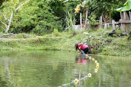 Mujeres asháninkas de Junín generan ingresos con crianza de peces tropicales. ANDINA