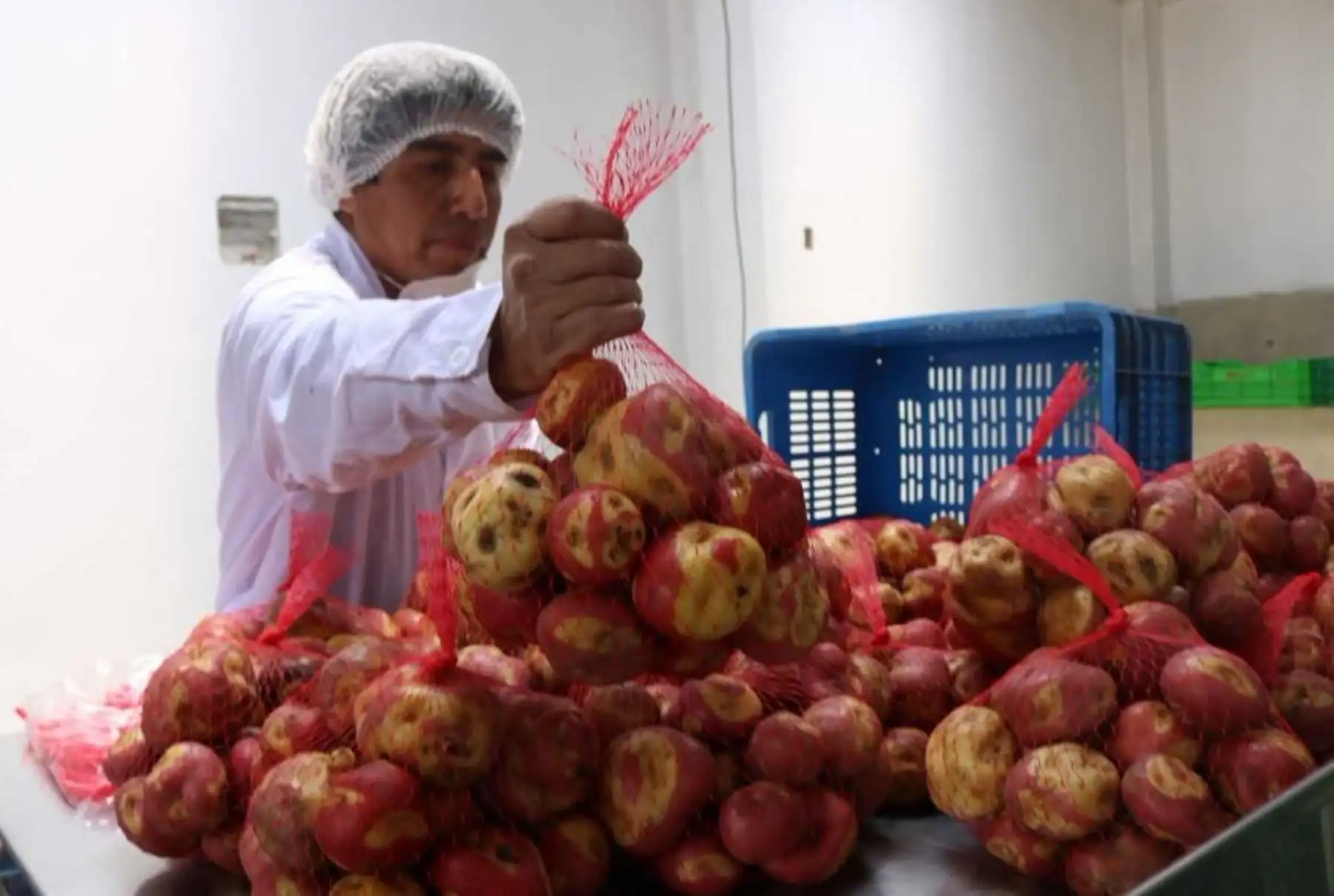 El Centro de Innovación Tecnológica (CITE) Papa y otros Cultivos Andinos presentó su plataforma de trabajo en la ciudad de Cajamarca, donde realizará una amplia labor en el desarrollo de innovaciones técnicas y productivas en una región que cuenta con terrenos y altitud propicios para los cultivos nativos.