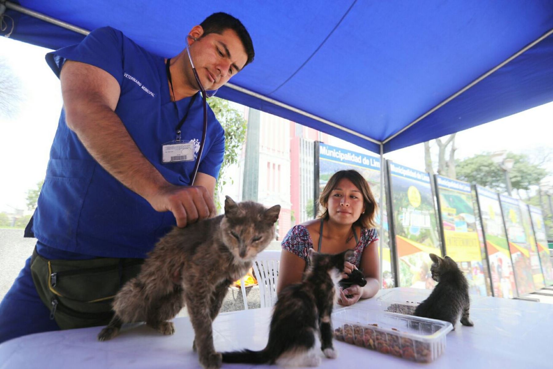 Campaña busca darles hogar a felinos del Parque Universitario. Foto: Difusión