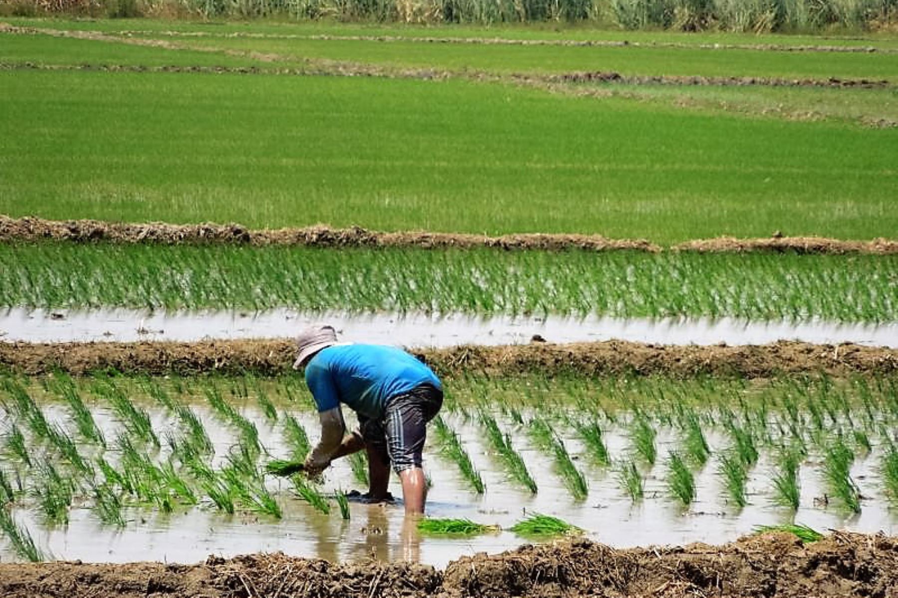 La ANA recomendó a los agricultores del valle de Jequetepeque, en La Libertad, iniciar campaña de arroz en diciembre ante el déficit hídrico que se registra en la zona. ANDINA/Difusión