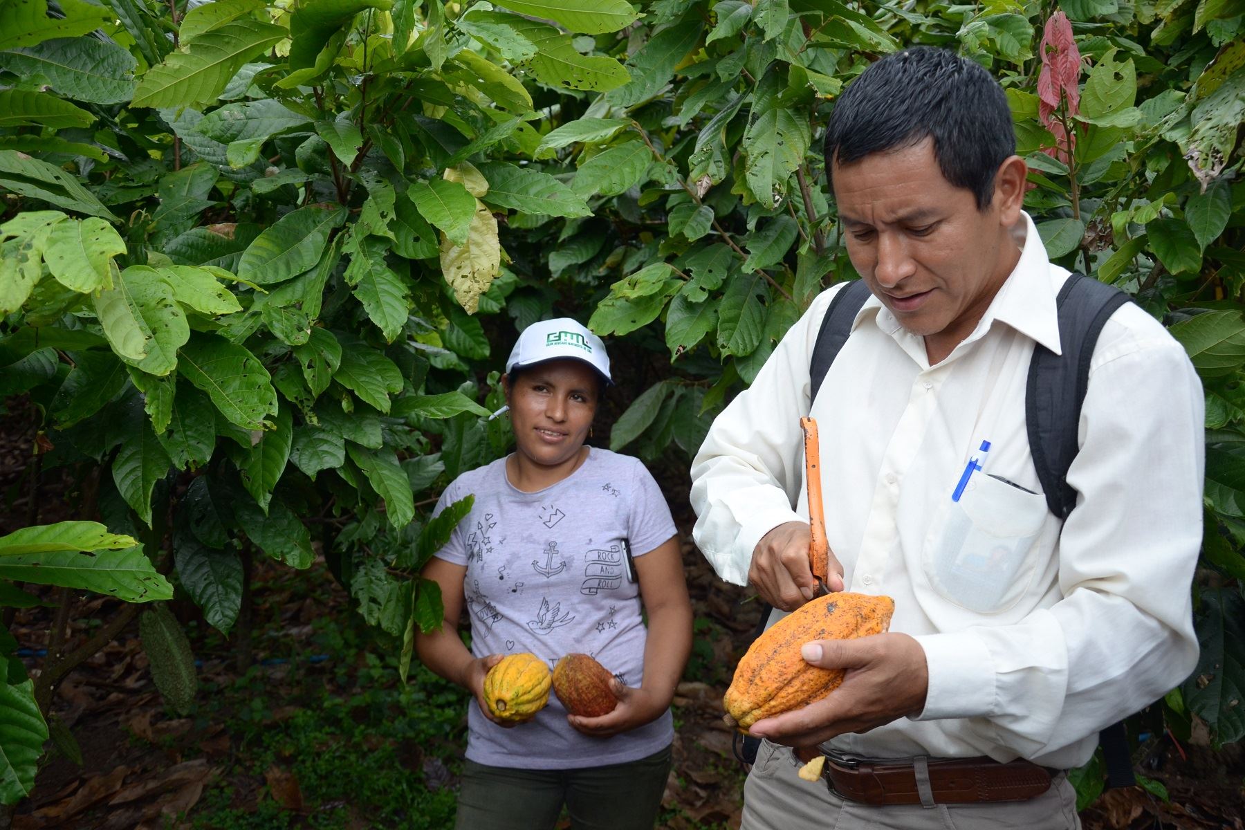 Mujeres emprendedoras de Satipo, en Junín, impulsan producción de cacao nativo con valor agregado. ANDINA/Pedro Tinoco