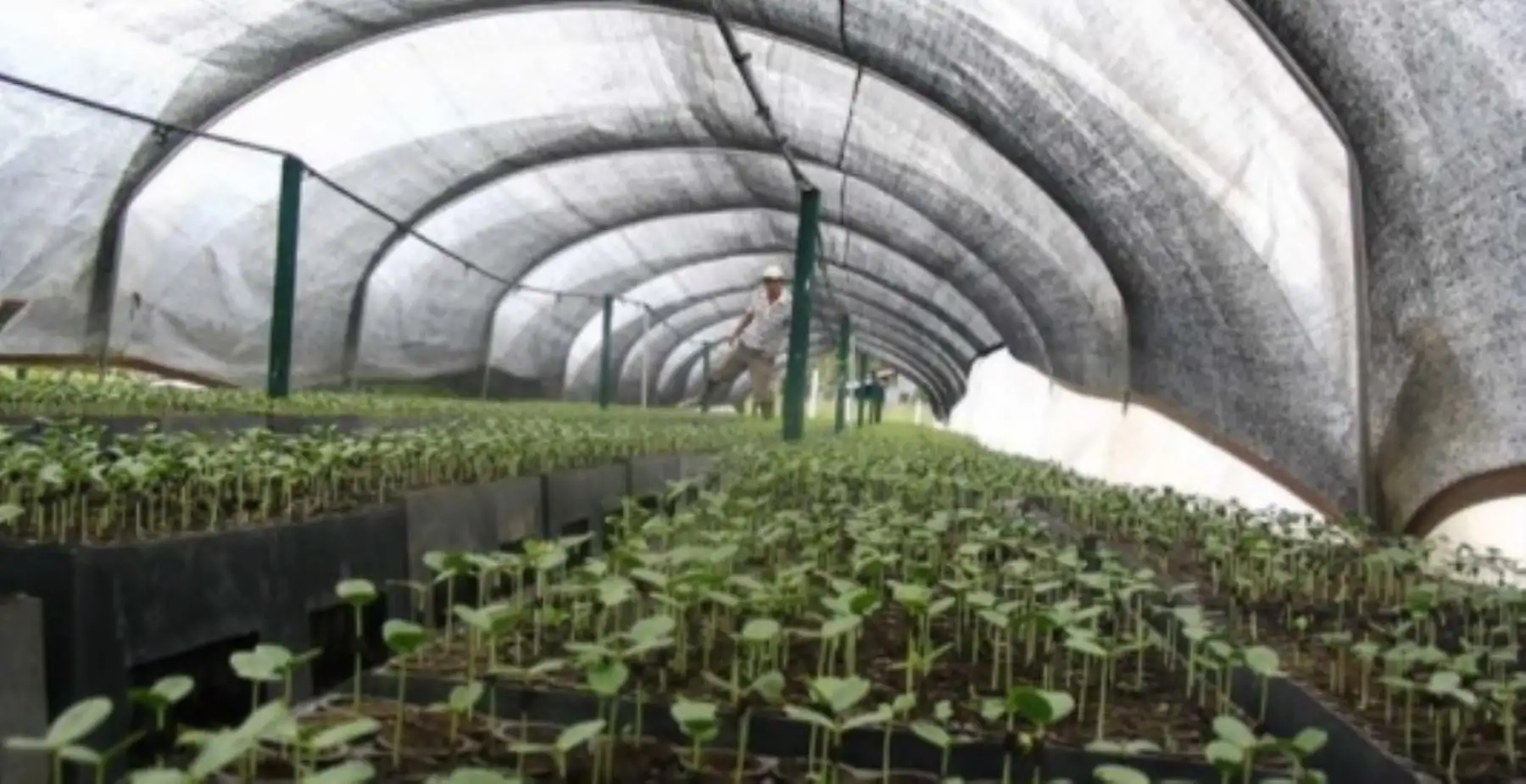 primer vivero forestal tecnificado en Madre de Dios, en el distrito de Inambari, el cual potencia la producción de plantones, alcanzando 300,000 unidades al año en comparación a las 10,000 que se lograban con los métodos tradicionales.