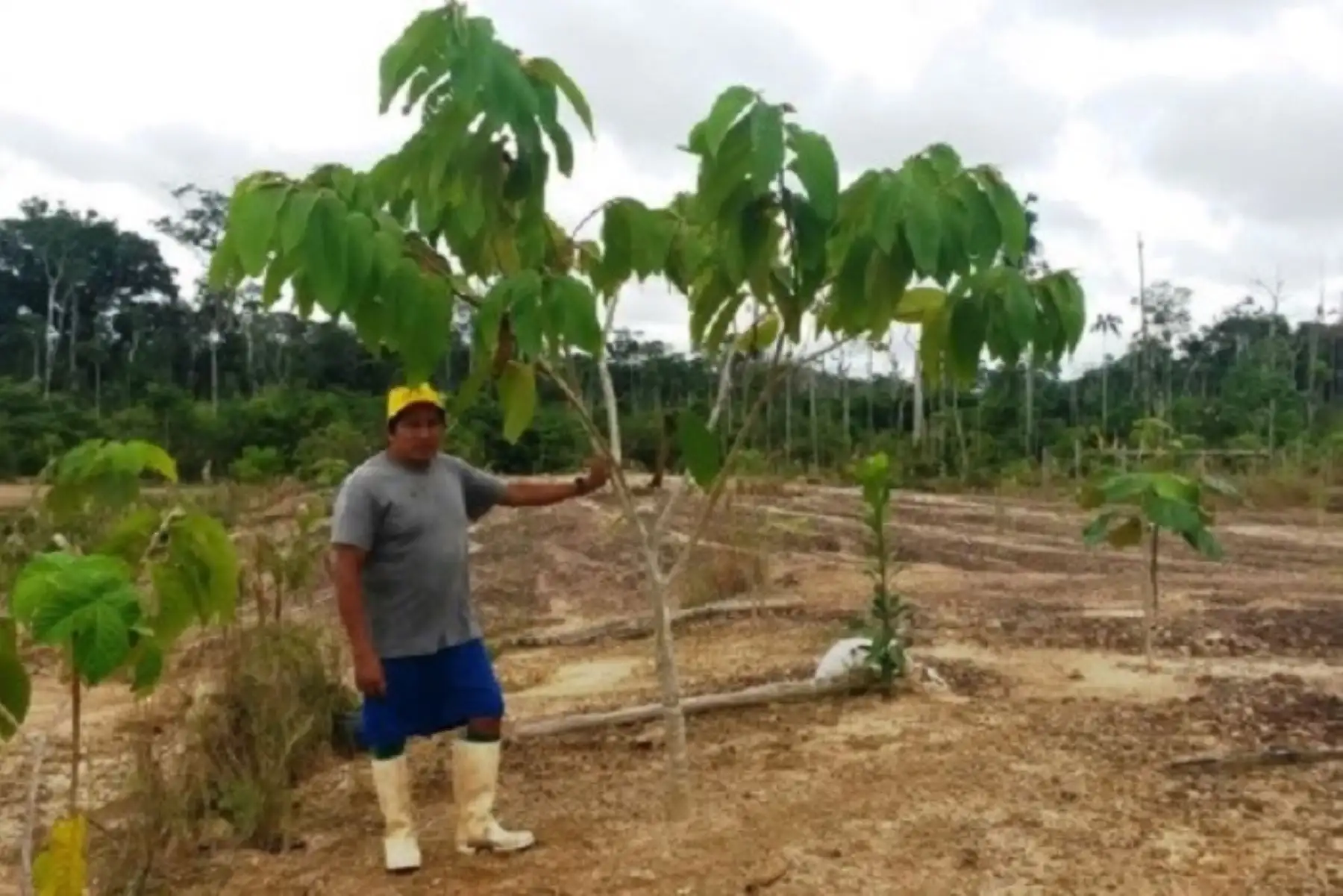 El esfuerzo conjunto de autoridades peruanas y la cooperación internacional, con el valioso apoyo de la tecnología, apunta a recuperar en 2018 un total de 140 hectáreas de bosque degradado, principalmente por la minería ilegal, a través de la reforestación con más de 155,000 árboles en el distrito de Inambari y la provincia de Manu, en la región Madre de Dios.