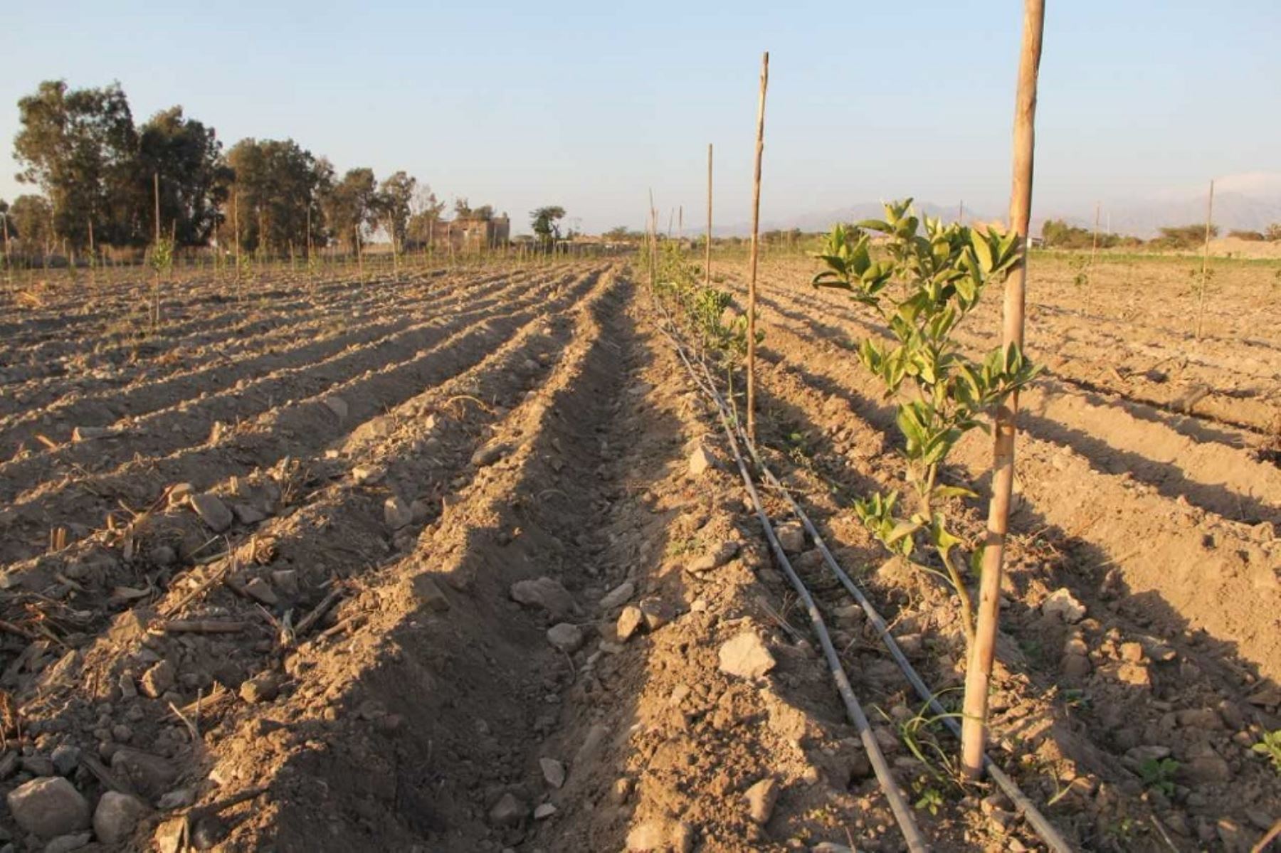 El Ministerio de Agricultura y Riego (Minagri) invierte más de 11.2 millones de soles en la instalación de un sistema de riego y habilitación de reservorios para potenciar la producción de 178 hectáreas de cultivo en la región de Ica, informó el titular del sector, José Hernández.