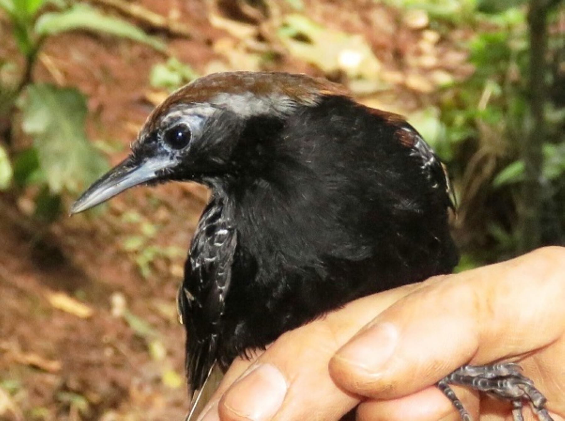Una nueva especie de ave ha sido descubierta en la zona de amortiguamiento del Parque Nacional Cordillera Azul, en la región San Martín, convirtiéndose en la tercera especie de este tipo identificada en los dos últimos años, reveló el Servicio Nacional de Áreas Naturales Protegidas por el Estado (Sernanp).