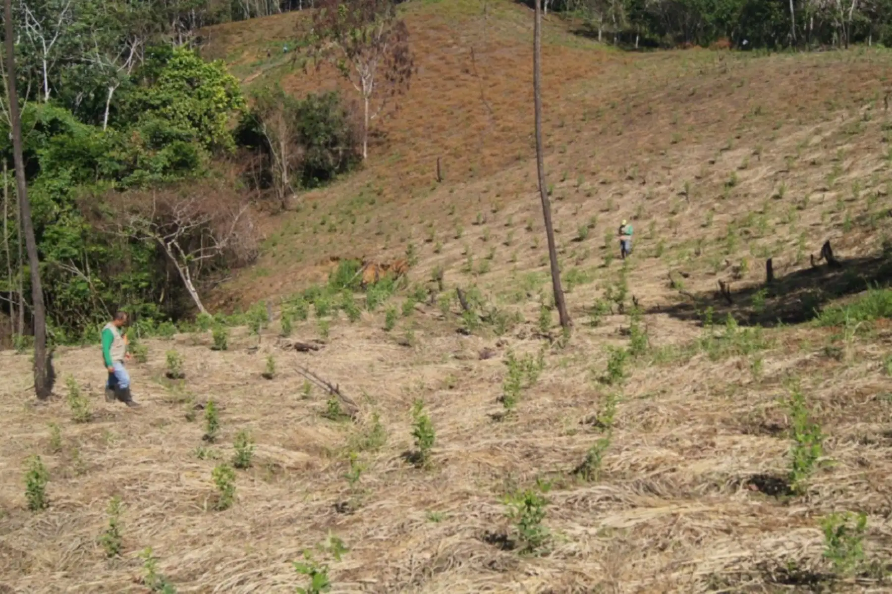 Devida destina S/ 2 millones a municipios de San Martín y Junín para desarrollo alternativo. ANDINA/Difusión