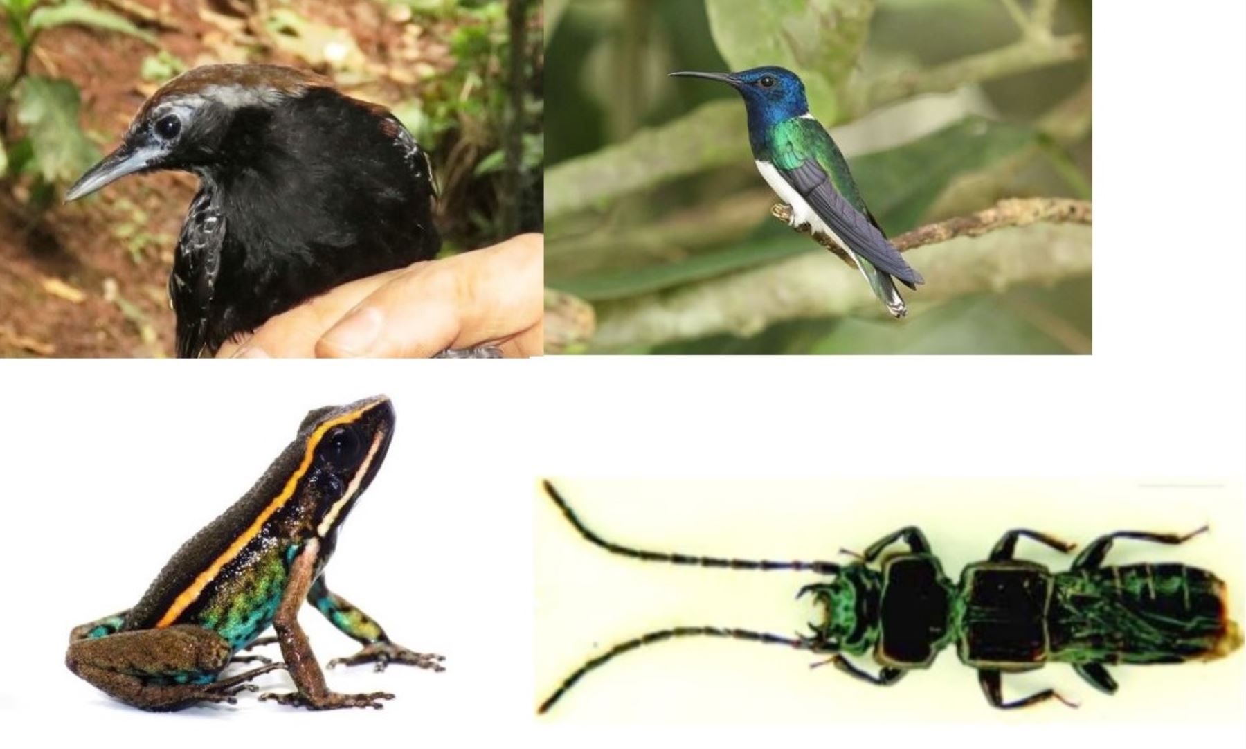 Estas son las especies de fauna silvestre descubiertas por la ciencia en territorio peruano durante el 2017.