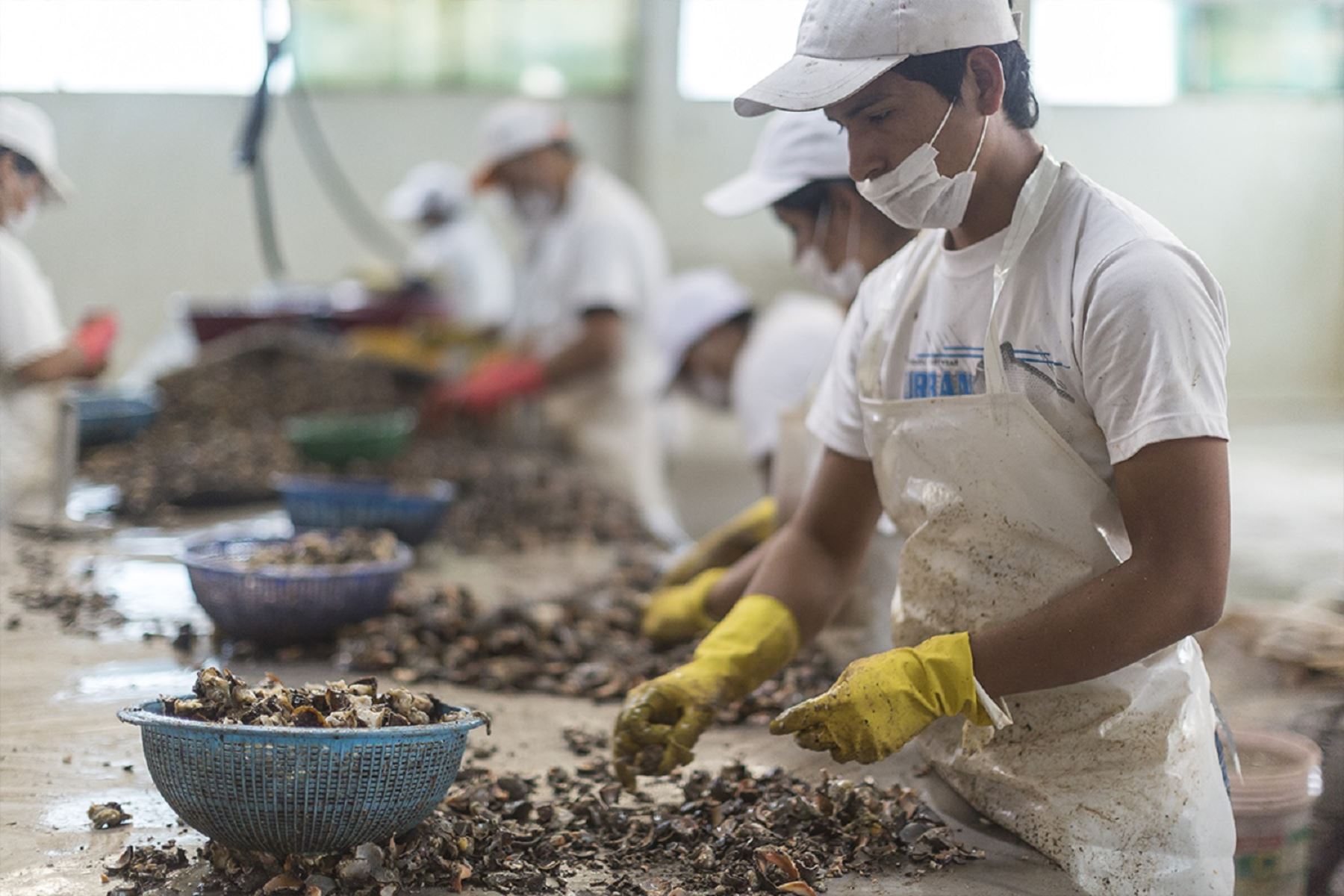 Un total de 540 pescadores artesanales de Pisco se benefician con proyecto de cultivo de conchas de abanico. ANDINA/Difusión