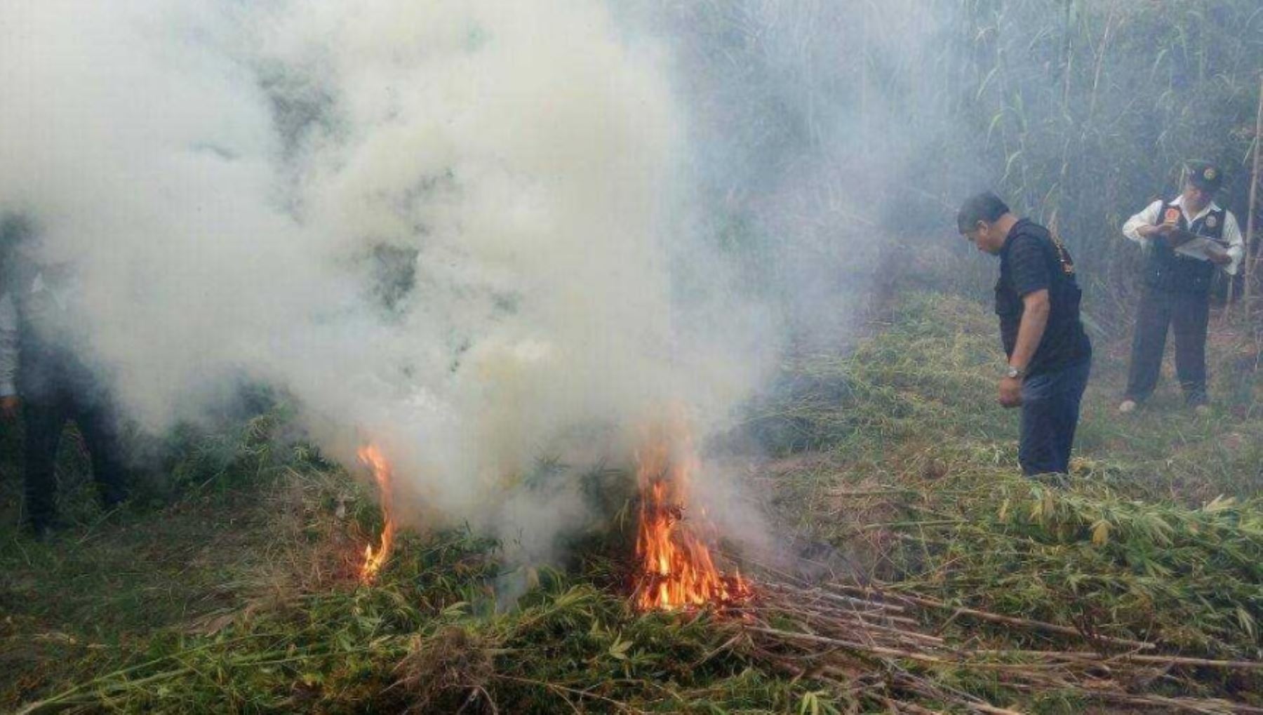 La Policía Antidrogas de Chimbote descubrió e incineró 11,500 plantones de marihuana que habían sido sembradas en terrenos de la provincia de Huarmey, en la costa de la región Áncash.