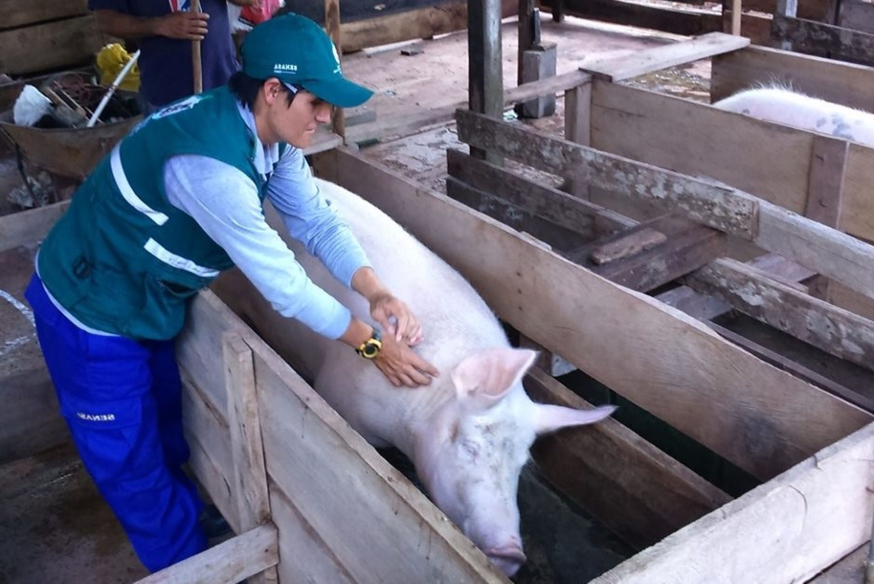 Oficina de Senasa en San Martín vacuna más de 80,000 cerdos contra la peste porcina. ANDINA