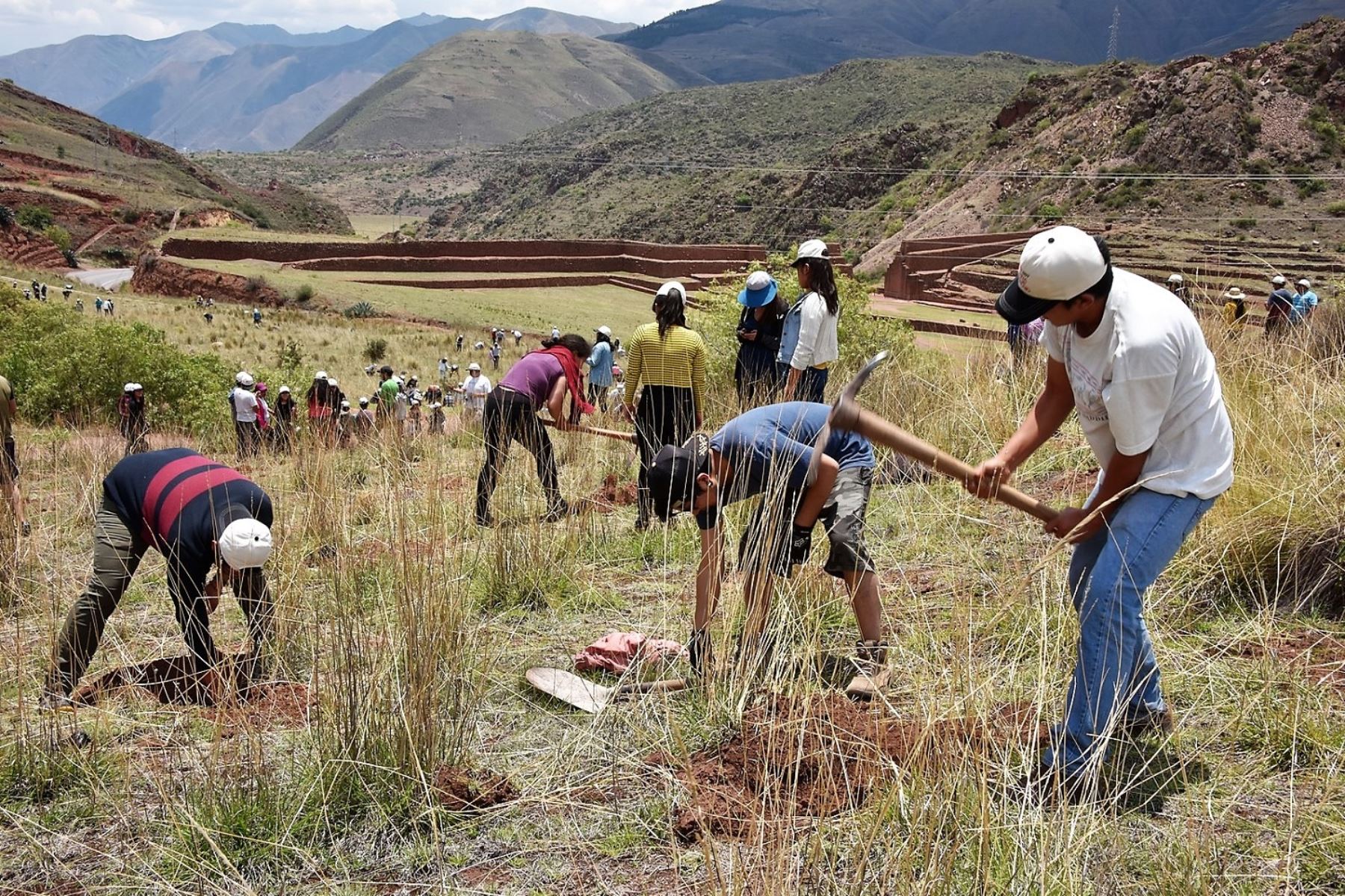 Con 5,000 plantas nativas reforestan el parque arqueológico Pikillaqta, en Quispicanchi, Cusco.Foto:  ANDINA.