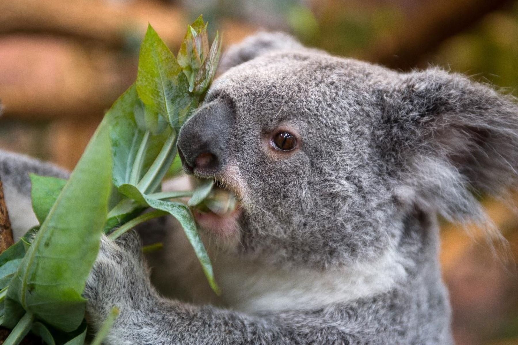 Los koalas son una especie amenazada. Foto: EFE