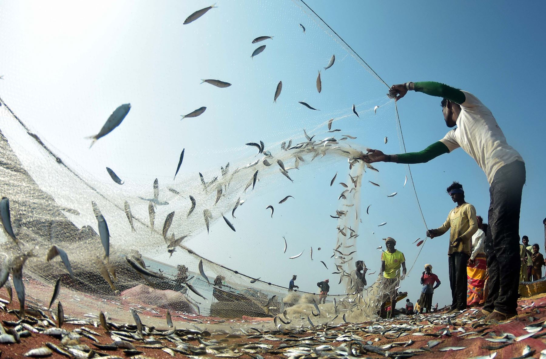 Trabajadores pesqueros. ANDINA/Carlos Lezama