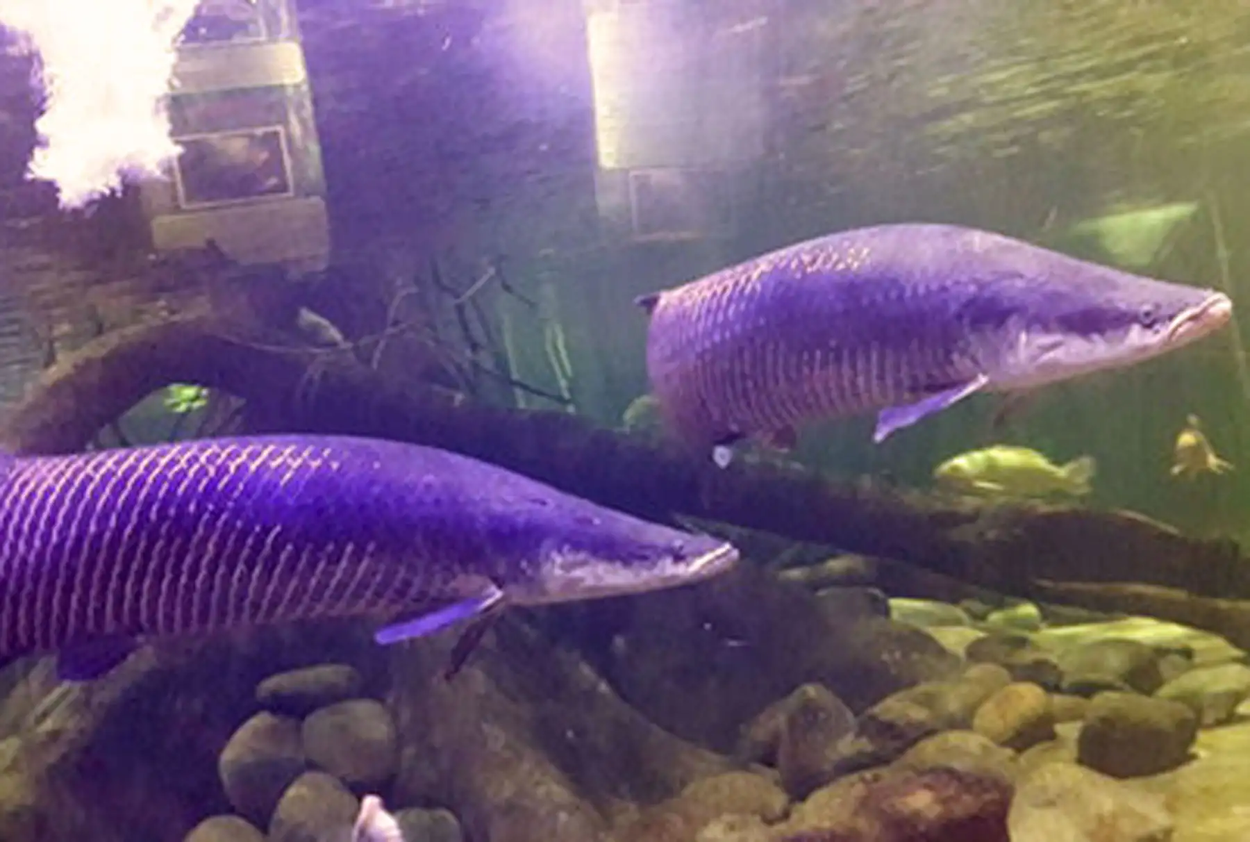 BBautrizarán paiches gigantes en Zoológico de Huachipa. Foto: Andina/Difusión