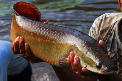 El paiche es considerado un súper alimento amazónico por su alto valor nutricional. ANDINA/Difusión