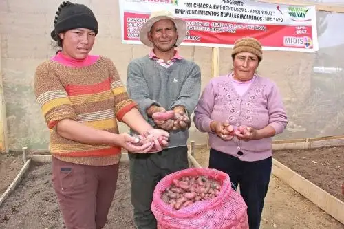El Ministerio de Desarrollo e Inclusión Social (Midis) logró mejorar la economía de familias rurales en situación de extrema pobreza, gracias a la implementación de proyectos productivos del Fondo de Cooperación para el Desarrollo Social (Foncodes).