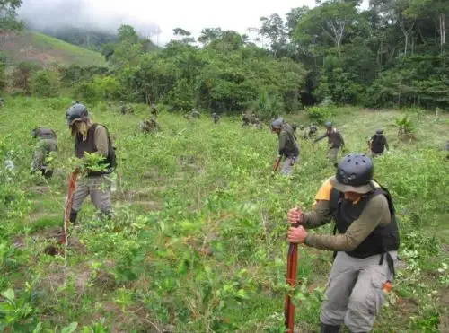 El Proyecto Especial de Control y Reducción de Cultivos Ilegales en el Alto Huallaga (Corah) del Ministerio del Interior (Mininter) reportó la destrucción de 22,910.27 hectáreas de hoja de coca en los ámbitos cocaleros de Ucayali, Tingo María y Aguaytía durante el año 2017.