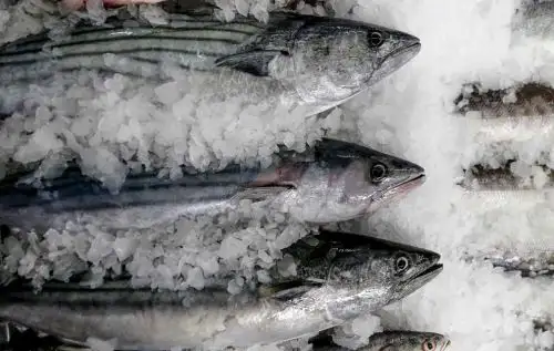 Al ser un producto muy delicado, el pescado debe tener muchos cuidados.