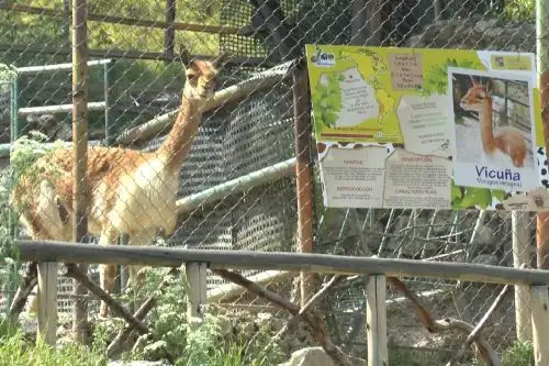 Policía investiga la muerte de vicuña de zoológico municipal de Huancayo. ANDINA/Pedro Tinoco
